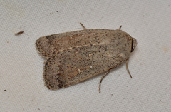 Proteuxoa leptochroa