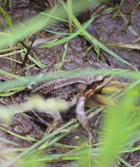 Rana amurensis