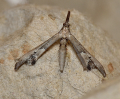 Tineodes adactylalis