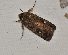 Proteuxoa marginalis