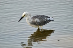 Egretta caerulea × thula