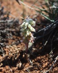 Lachenalia schelpei
