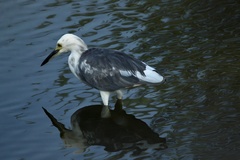 Egretta caerulea × thula