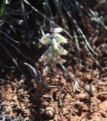 Lachenalia schelpei