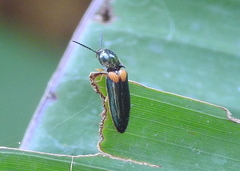 Coleoptera