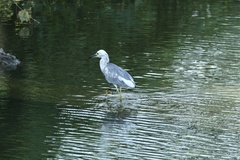 Egretta caerulea × thula