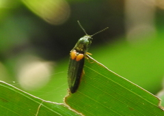 Coleoptera