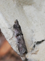Pempelia palumbella