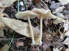 Entoloma fuscosquamosum