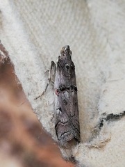 Pempelia palumbella