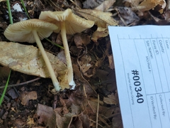 Entoloma fuscosquamosum