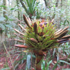 Guzmania triangularis