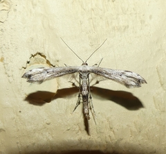 Oidaematophorus