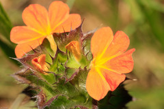 Crossandra greenstockii