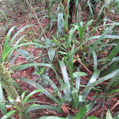 Guzmania triangularis