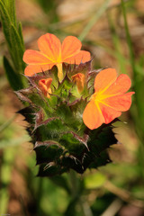 Crossandra greenstockii