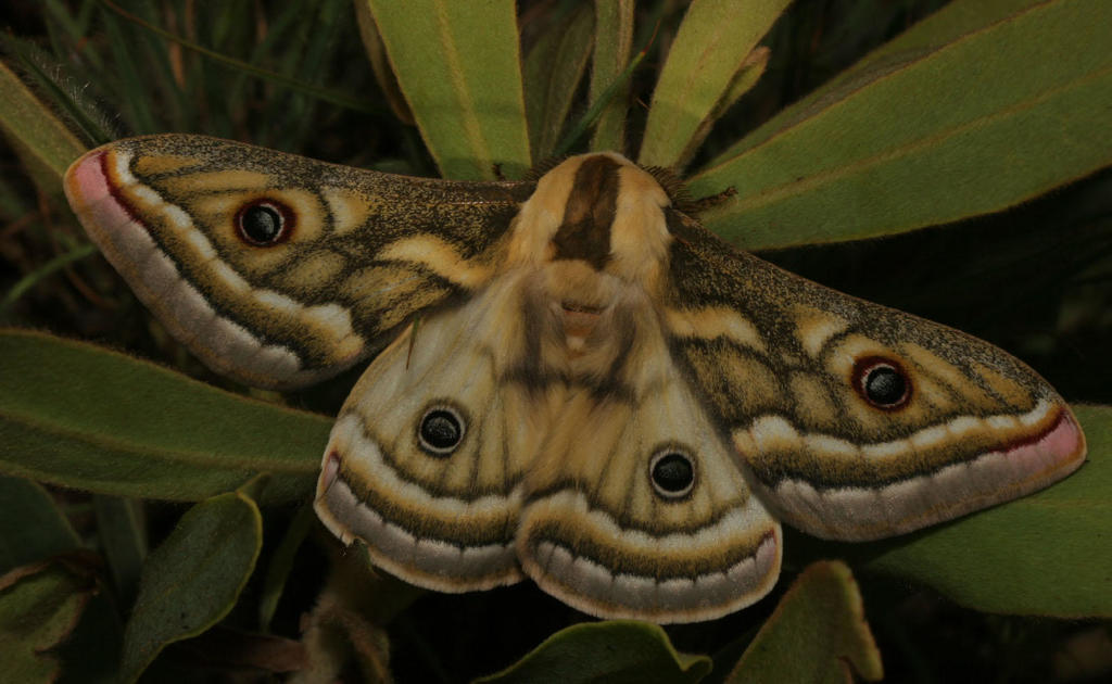 Apollo Marbled Emperor