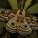 Heniocha apollonia flavida - Photo (c) hermannstaude,  זכויות יוצרים חלקיות (CC BY-NC)