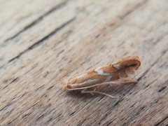 Phyllonorycter barbarella