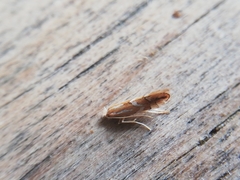 Phyllonorycter barbarella