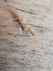 Phyllonorycter barbarella