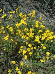 Monolopia lanceolata