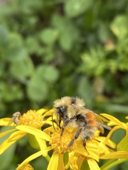 Bombus sylvicola