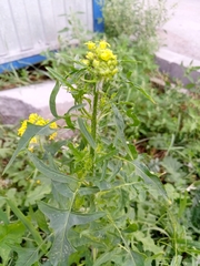 Sisymbrium loeselii