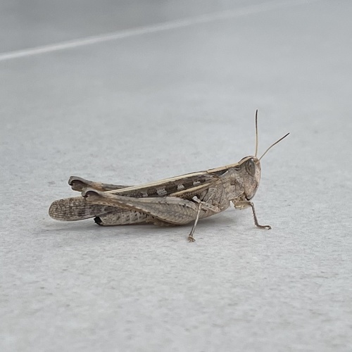 Abracris flavolineata