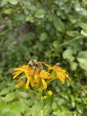 Bombus sylvicola