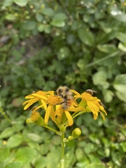 Bombus sylvicola