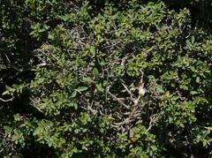 Tarchonanthus littoralis