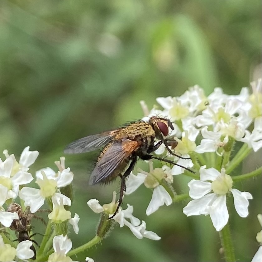 Allophorocera ferruginea