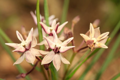 Asclepias stellifera