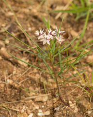 Asclepias stellifera