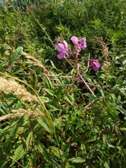 Chamaenerion angustifolium