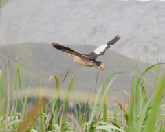 Ixobrychus minutus payesii