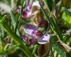 Polygala affinis