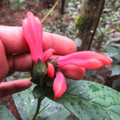 Centropogon vaughianus