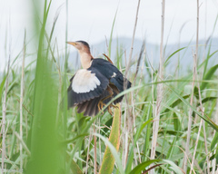 Ixobrychus minutus payesii