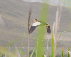 Ixobrychus minutus payesii