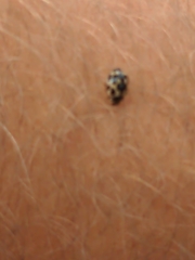 Psyllobora vigintimaculata