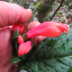 Centropogon vaughianus