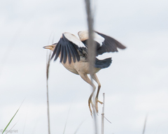 Ixobrychus minutus payesii