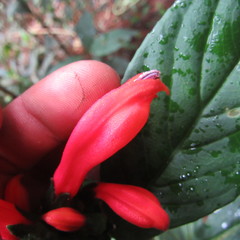 Centropogon vaughianus