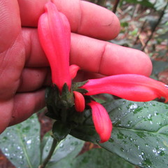 Centropogon vaughianus