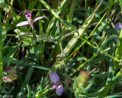 Polygala affinis