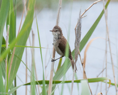 Acrocephalus gracilirostris gracilirostris