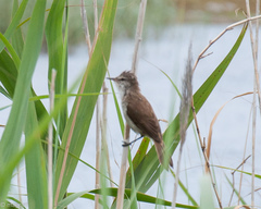 Acrocephalus gracilirostris gracilirostris