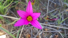Romulea hirsuta